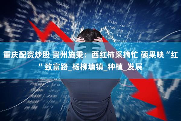 重庆配资炒股 贵州施秉：西红柿采摘忙 硕果映“红”致富路_杨柳塘镇_种植_发展
